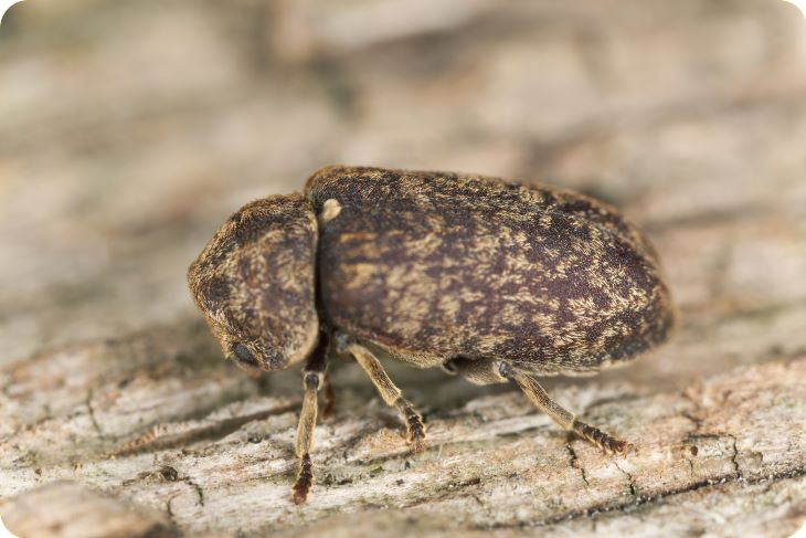 De grote houtwormkever